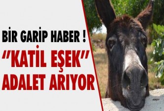 ŞAKA DEĞİL !! "KATİL EŞEK" ADALET ARIYOR !!!