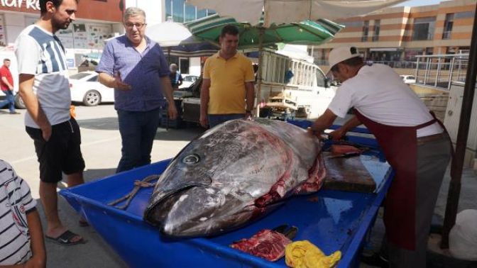 Saros Körfezinde dev granyöz balığı yakalandı