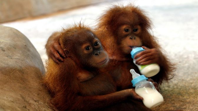 Taylandda kurtarılan Sumatra orangutanları