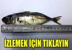 16 cm'lik canlı balığı şifa için yutmaya kalkınca...