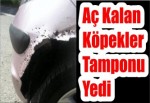 Aç Kalan Köpekler Tamponu Yedi!