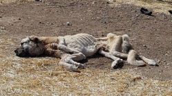 Açlıktan ölmek üzere olan Kangal cinsi köpeğe yardım eli