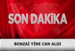 Bonzai yine can aldı