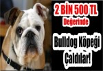 Bulldog Köpeği Çaldılar