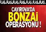 ÇAYIROVA’DA BONZAİ OPERASYONU!