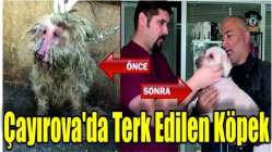 Çayırova'da Terk Edilen Köpek