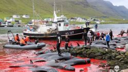 Danimarka'nın Faroe Adaları'nda balina katliamı