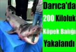 Darıca'da 200 kiloluk köpek balığı yakalandı