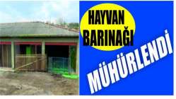 Darıca'da bir hayvan barınağı mühürlendi.