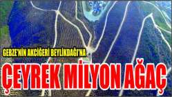 Gebze’nin akciğeri Beylikdağı’na çeyrek milyon ağaç