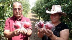 Hobi Olarak Başladılar! Şimdi Herkes Elmalarının Peşinde