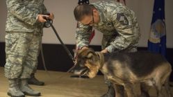 İncirlik Üssü'nün K-9 köpeği törenle emekli edildi