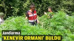 Jandarma 'kenevir ormanı' buldu