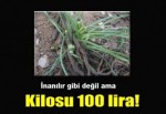 KİLOSU 100 TL