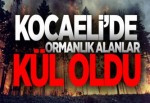 KOCAELİ'DE KAÇ HEKTAR ORMANLIK ALAN KÜL OLDU?