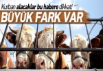 Kurban Alacaklar Bu Habere Dikkat!