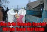 Kuş Gribi Oraya Sıçradı! 100 bin Tavuk İtlaf Edildi