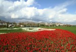 Lale Festivali, pazar günü Sekapark’ta