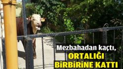 Mezbahadan kaçtı, ortalığı birbirine kattı