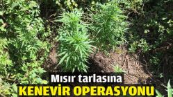 Mısır tarlasına kenevir operasyonu