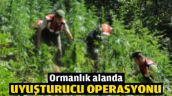 Ormanlık alanda uyuşturucu operasyonu