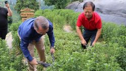 Rize Şekeri 'stevia'nın ilk hasadı yapıldı