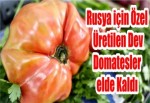 Rusya için Özel Üretilen Dev Domatesler elde Kaldı