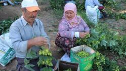 Şerbetçi otunun fiyatı belirlendi