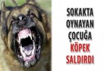 Sokakta oynayan çocuğa köpek saldırdı