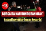 Yabani hayvanlar kafasını kopardı!