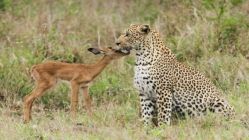 Yavru antilop ile leoparın inanılmaz dostluğu