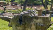 Yavru lemur, Ormanya ailesine katıldı