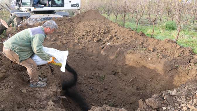 Toros Sedir ağaçları, üretim fidanlığına dikildi