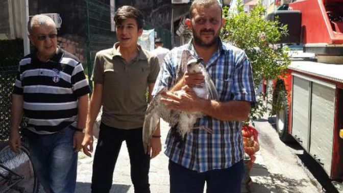 Uçmakta zorlanan martı veterinere götürüldü