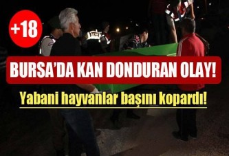 Yabani hayvanlar kafasını kopardı!