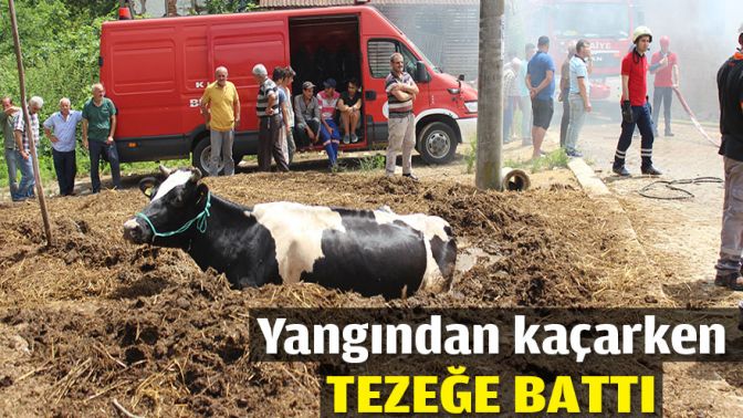 Yangından kaçarken tezeğe battı