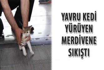 Yavru kedinin ayağı yürüyen merdivene sıkıştı