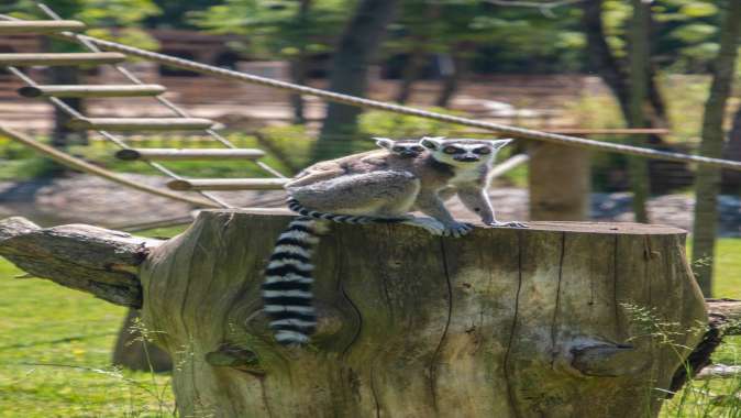 Yavru lemur, Ormanya ailesine katıldı