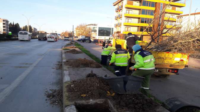 Yol kenarlarındaki boş alanlar ağaçlandırılıyor